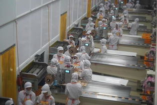 越南一现代化食品厂,还用人海战术,不过做出的榴莲饼真好吃